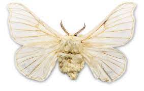 With a wingspan of 5 to 6 inches, the cecropia moth is the largest moth in north america. What Do Silk Moths Eat Silk Moth Larvae Dk Find Out