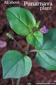 Pin On Ayurveda Lifestyle Medicinal Herbs For Health