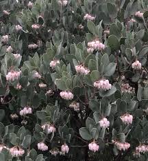 Image result for Heterotis canescens