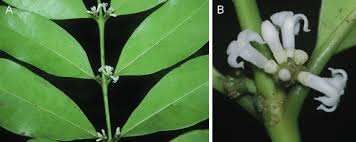 Image result for Craterispermum