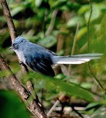 white tailed blue flycatcher flycatcher beautiful birds birds
