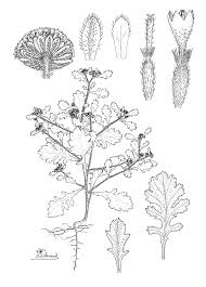 Image result for Euploca katangensis