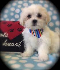 Check spelling or type a new query. Maltipoo Pets And Animals For Sale Ohio