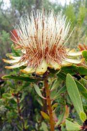 Image result for Protea gaguedi