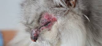 Image result for Feline Miliary Dermatitis