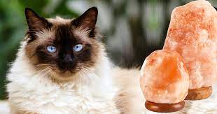 Your pet not going to lick the salt lamp for long. Are Himalayan Salt Lamps Dangerous For Pets Mark Chappell