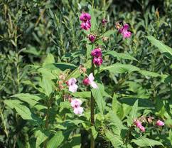 Image result for Impatiens psychadelphoides