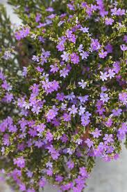 Image result for Cuphea hyssopifolia