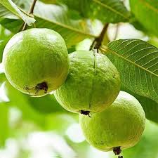 Image result for Psidium guajava