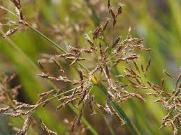 Image result for Fimbristylis complanata