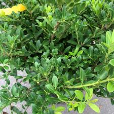 Image result for Hippocratea crenata
