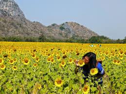 Siapa yang tidak mengenal bunga matahari? Wisata Padang Bunga Matahari Lopburi Yang Menakjubkan