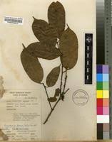 Image result for Heisteria