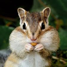 Amazon.Com : Bobbex Animal Repellent Concentrate Rabbit, Squirrel, And  Chipmunk Repeller (2.5 Gal.) Dv-20Hw-Ygv7 : Rodent Repellents : Patio, Lawn  & Garden