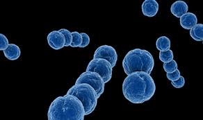 Group B Streptococcus Screening Pregnancy Info