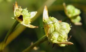 Image result for Alepidea amatymbica