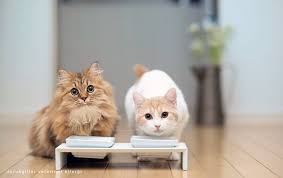 kedi kopege kefir verilir mi dorukgiller