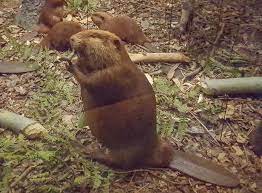 75 968 192 tykkäystä · 531 141 puhuu tästä. Internationaler Tag Der Biber International Beaver Day 7 April 2021