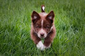 At this young age, they can learn basic puppy training cues such as there are many different methods of training your puppy that you might have heard about or even seen in person with a dog trainer. When Should You Start Training Your Puppy Ck9 Training
