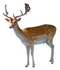 Deer Png Image Deer Photo Clipart Feather Illustration