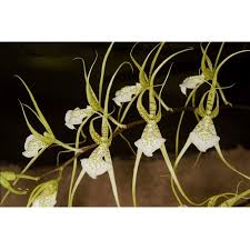 Image result for Polystachya vulcanica