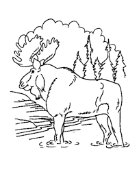 Read more information about the caribou » Big Coloring Pages Of Animals Bull Moose Animal Coloring Pages Moose Coloring Page Honkingdonkey Animal Coloring Pages Moose Animal Forest Coloring Pages