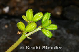 Image result for Boerhavia repens