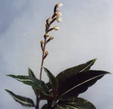 Image result for Hetaeria