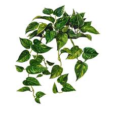 See more ideas about plants, vines, garden vines. Araceae Or Arum Family
