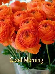 Good Morning My Dear Beautiful Flowers Pretty Flowers Flowers