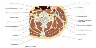 Human skeletal muscles are sometimes called striated muscle because the light and dark parts of the muscle some of the biggest and most powerful muscles are in your back, near your spine. Anatomy Of The Spine And Back