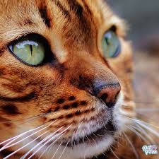 Kedi Gozu Kedi Gece