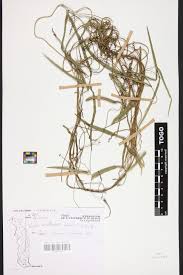 Image result for Vigna multinervis