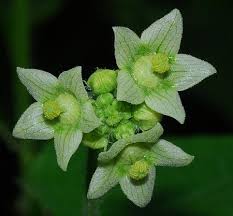 Image result for Sicyos