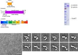 Https Www Pnas Org Content Pnas Early 2019 10 02 1911489116 Full Pdf
