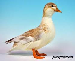 Call Ducks Duck Breeds Duck Duck And Ducklings