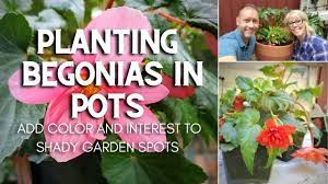 Maybe you would like to learn more about one of these? Planting Begonias In Pots For Color And Interest In Shady Garden Spots Youtube