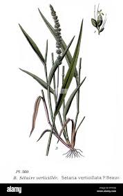 Image result for Setaria verticillata