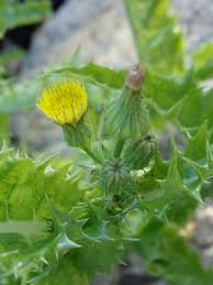 Image result for Sonchus wilmsii