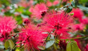 Image result for Calliandra haematocephala