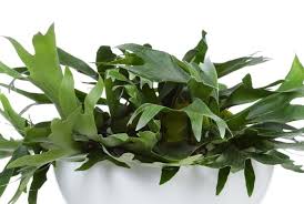 Plants and pets don't always get along, but some indoor plants can be downright dangerous. Elho 5x Pet Friendly Houseplants