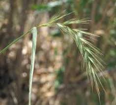 Image result for Enteropogon prieurii