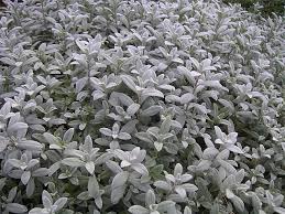 Image result for Cerastium octandrum