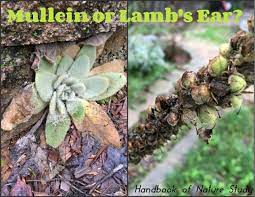 Wish there were an easier method of eradicating this plant! Mullein Vs Lamb S Ear Medicinal Wild Plants Lambs Ear Plant Garden Journal