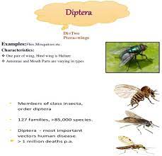 Beneficial insects or pests? we asked native pollinator specialist robbin thorp, distinguished emeritus of entomology at carpenter bees are controversial and their status as pests or beneficial insects is complicated, thorp noted. Phylogeny And Functional Morphology Of Diptera Flies Intechopen
