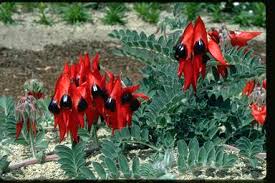 Maybe you would like to learn more about one of these? South Australia Floral Emblems Australian Plant Information