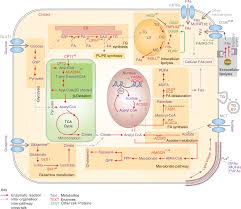 Maybe you would like to learn more about one of these? Lipid Metabolism In Cancer Cells Under Metabolic Stress British Journal Of Cancer