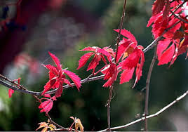 Maybe you would like to learn more about one of these? Royalty Free Wild Clematis Photos Free Download Pxfuel
