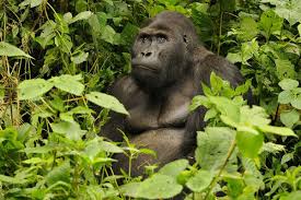 The international union for conservation of nature (iucn) red list of threatened species (also known as the iucn red list or red data book), founded in 1964. Iucn Red List Of Threatened Species