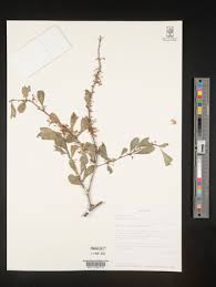 Image result for Gymnosporia harveyana